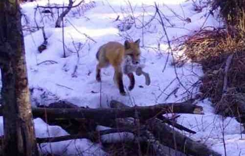Long snouts protect foxes when diving headfirst in snow