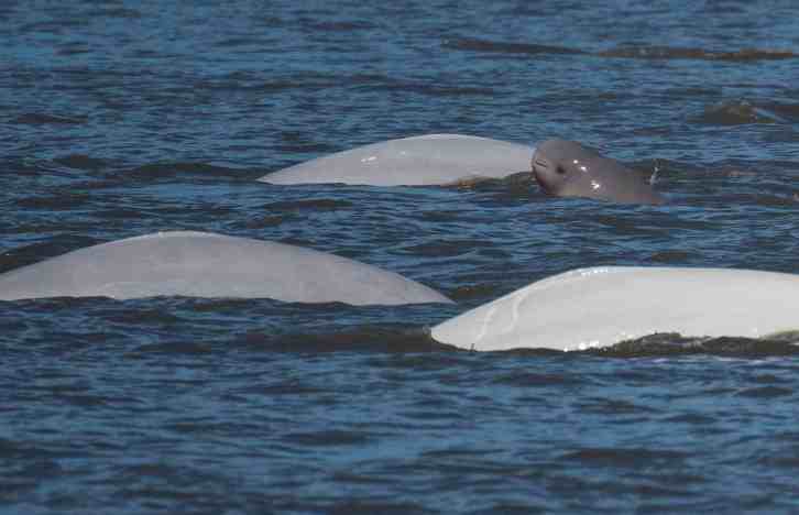 Using Artificial Intelligence to Identify Endangered Beluga Whales