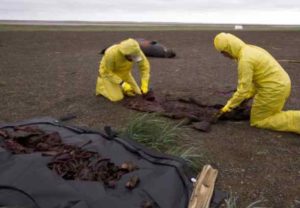 Photo by Kelsey Gobroski, courtesy UA Museum of the North Casey Clark and Nicole Misarti, right, remove the bones from a walrus that was trampled by other walruses near Point Lay, Alaska, in 2015.