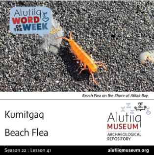 Sand Flea-Alutiiq Word of the Week-April 5th