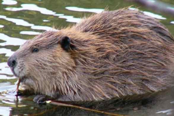 Beaver invasion on the Baldwin Peninsula