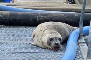 Personnel at the hatchery in Valdez discovered a harbor seal with its teeth stuck in metal grating. Credit: Rob Unger