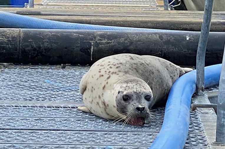 Teamwork Saves Harbor Seal with Teeth Stuck in Grate