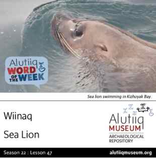 Sea Lion-Alutiiq Word of the Week-May 17th
