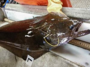 Greenland turbot tagged and ready for release. Photo credit: NOAA Fisheries.