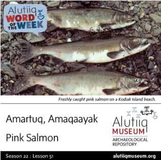 Pink Salmon-Alutiiq Word of the Week-June 14th
