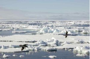 Sea ice in the polar sea. Jørn Berger-Nyvoll, UiT