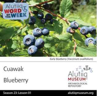 Blueberry-Alutiiq Word of the Week-June 28