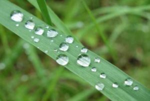 Photo by Ned Rozell Water droplets form on a blade of grass following a rainy period in Interior Alaska.