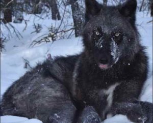 An Alaska wolf, one of which traveled 3,500 miles in one year. Image-Kyle Joly