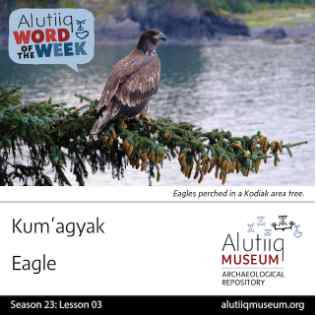 Eagle-Alutiiq Word of the Week-July 12th