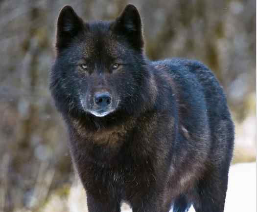 Endangered Species Protections Sought for Rare Wolf in Southeast Alaska