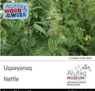 Nettles-Alutiiq Word of the Week-July 19th