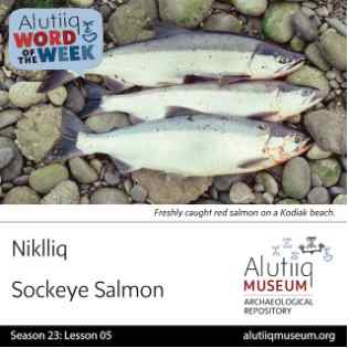 Sockeye Salmon-Alutiiq Word of the Week-July 26th