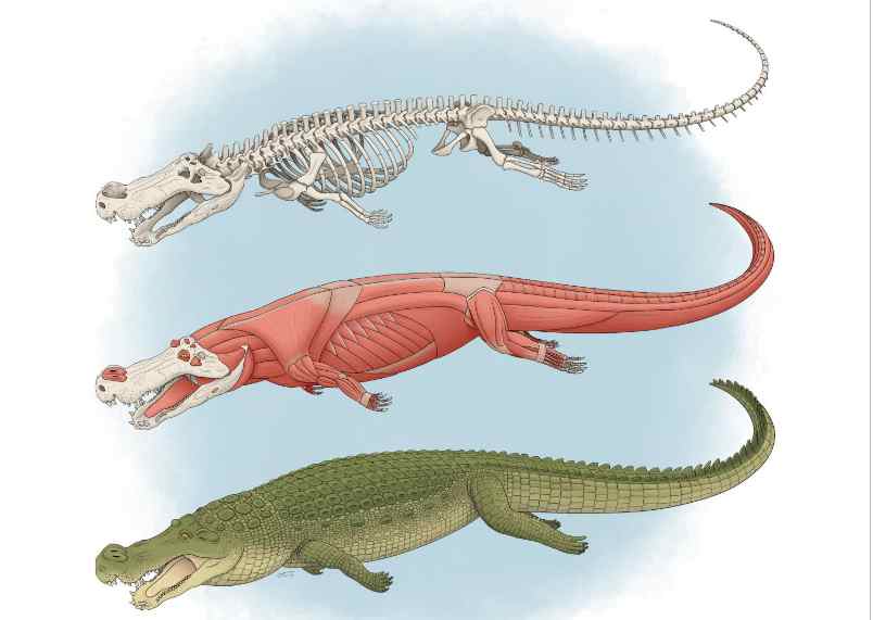 New Study Confirms the Power of Deinosuchus and Its ‘teeth the Size of Bananas’