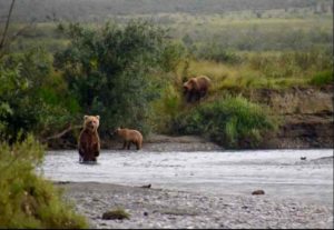 A grizzly sow and cubs that are fishing for chum salmon in Gates of the Arctic National Park and Reserve, northern Alaska. Image-National Park Service photo by Matt Cameron