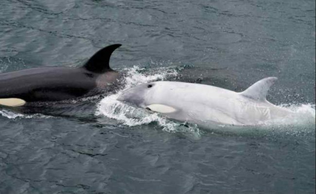 A white Killer Whale, spotted in early August in the waters off southeast Alaska. Photo by Stephanie Hayes