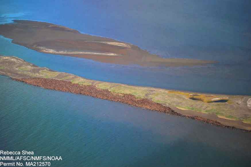 Pacific Walruses Haul out near Point Lay