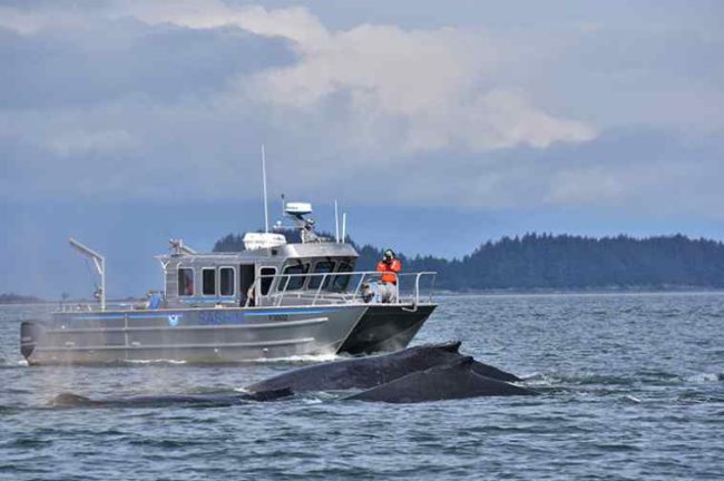 Scientists watch humpback whales near Juneau. Credit: Bruce Baker