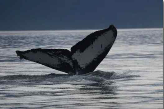 Sans Tourists, Juneau Scientists Partner to Capture Data on Humpback Whales