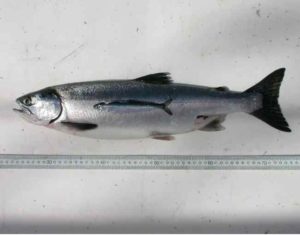 Juvenile and adult pink salmon. Photo: NOAA Fisheries.