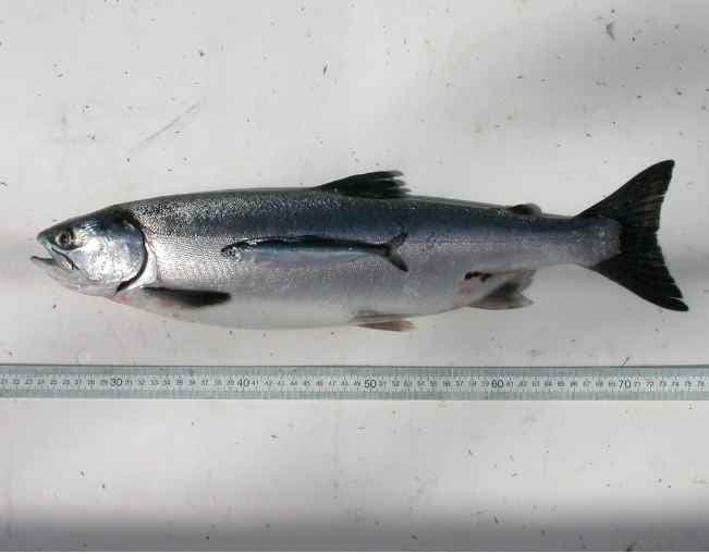 Pink Salmon May Benefit as Pacific Arctic Warms