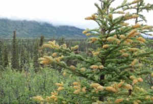 A White Spruce tree infected by spruce needle rust fungus, a cosmetic disease that does not kill the tree. Photo by Ned Rozell.