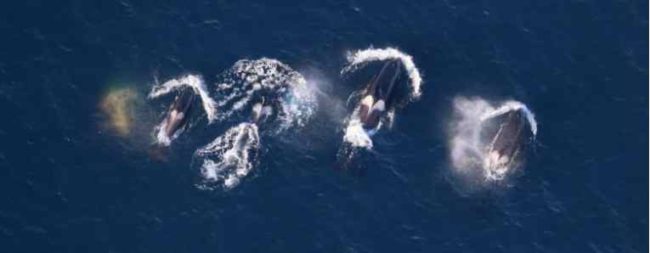 Killer whales sighted in the northeastern Chukchi Sea. Photo Credit: NOAA Fisheries. Funded by the Bureau of Ocean Energy Management.