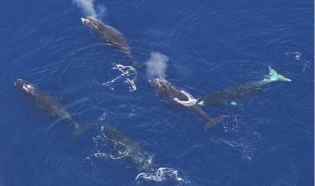 Bowhead whales. Photo Credit: NOAA Fisheries. Funded by the Bureau of Ocean Energy Management.