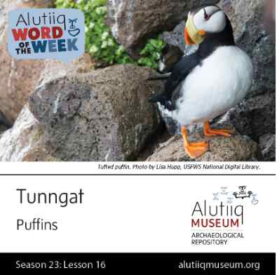 Puffin-Alutiiq Word of the Week-October 11th