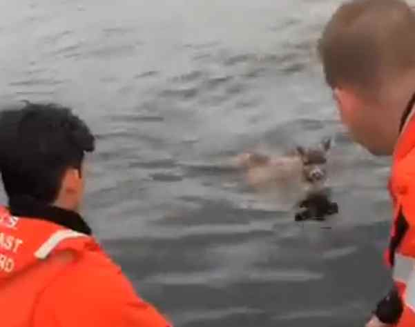 Coast Guard assists deer swimming in Clarence Strait