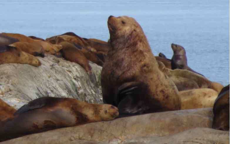 Steller Sea Lions and Mercury