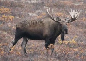 A moose in Denali National Park.Laura Prugh/University of Washington