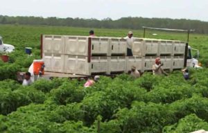 Migrant farm workers. Image-CNN video screenshot