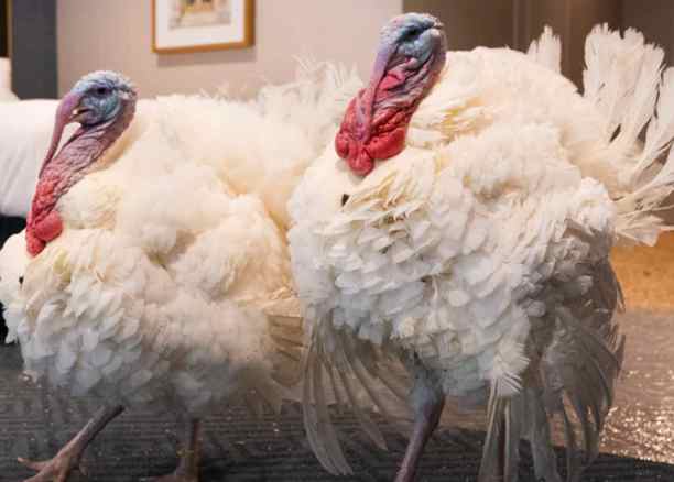 Turkeys Corn & Cob Up for White House Pardon Tuesday