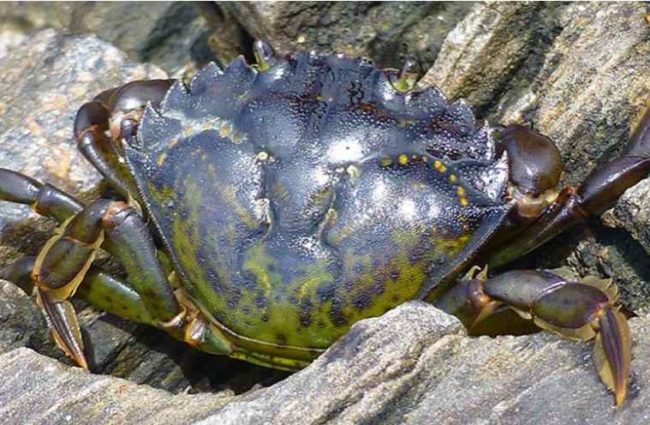 A European green crab. Credit: Emily Grason/Washington Sea Grant