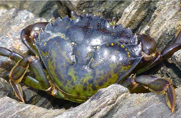 Using eDNA to Monitor Alaskan Waters for Invasive European Green Crabs