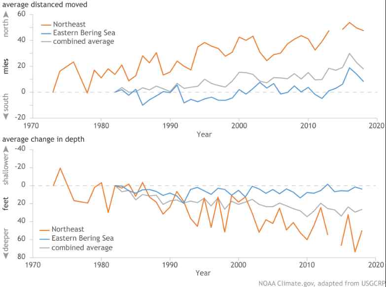 In Search of Cooler Waters, Marine Species Are Shifting Northward or Diving Deeper