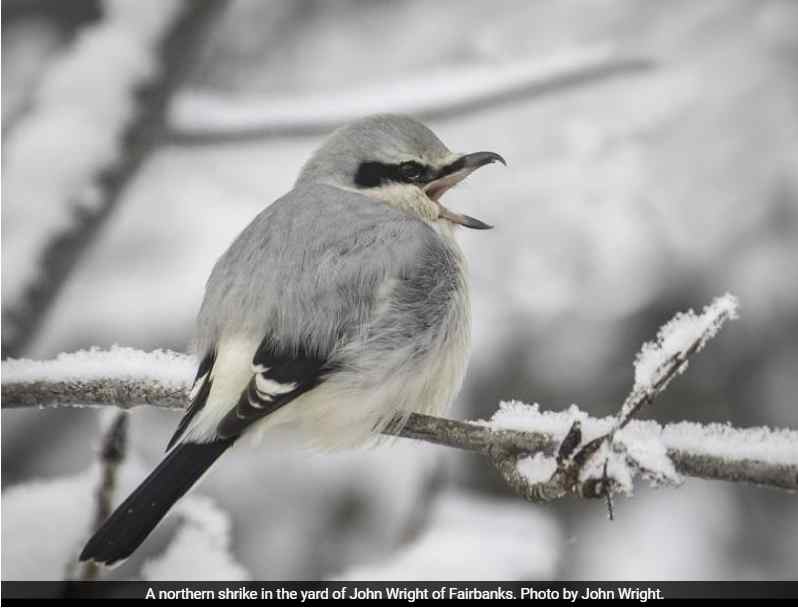The Northern Shrike: Songbird Like No Other