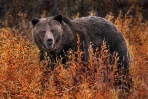 A grizzly bear saunters among the fall foliage in Yellowstone National Park in Wyoming. (Photo: Ania Tuzel Photography/Flickr/cc)