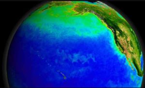 The Pacific Ocean’s currents support a diverse ecosystem, seen here from space, with green indicating blooms of photosynthesizing plankton. Warmer currents during the last ice age may also have supported early human settlements.NASA