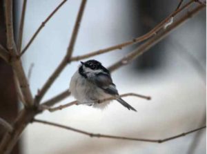 A black-capped chickadee on a cold Alaska day. Photo by Jim DeWitt