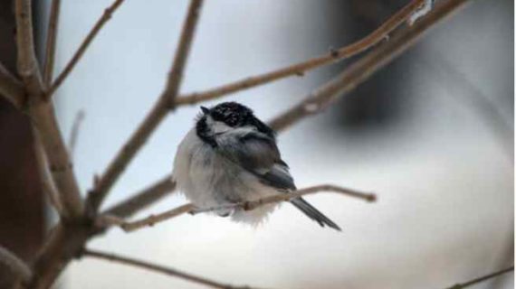 A Chickadee’s Midwinter Roosting Place