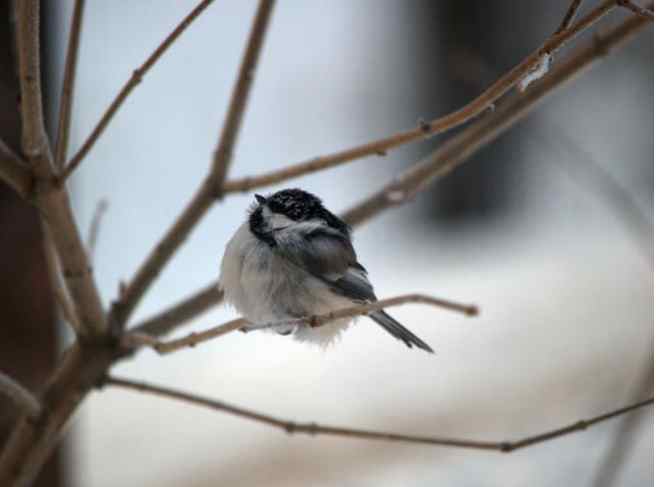 A Chickadee’s Midwinter Roosting Place