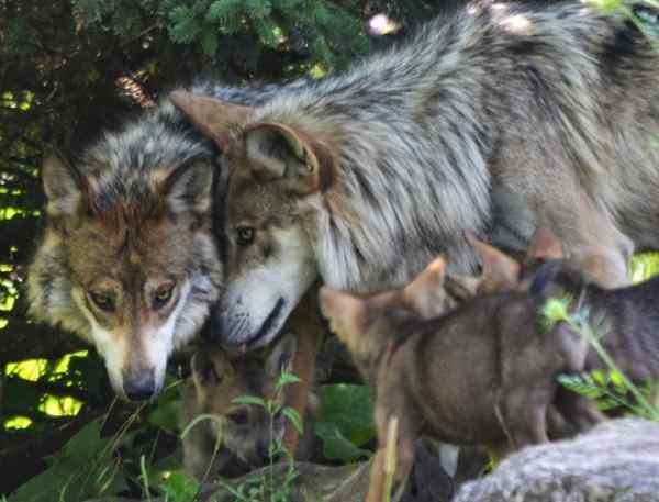 Despite ‘Meager Numbers,’ Trump Administration Removes Gray Wolves From Endangered Species List