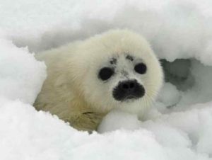 A ringed seal pup peeks out from its partially collapsed snow cave near Kotzebue, Alaska. NOAA/Michael Cameron