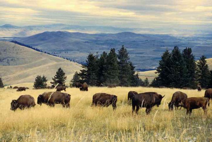 Secretary Bernhardt Signs Historic Secretarial Order to Transition the National Bison Range Into Tribal Trust for the Flathead Indian Reservation