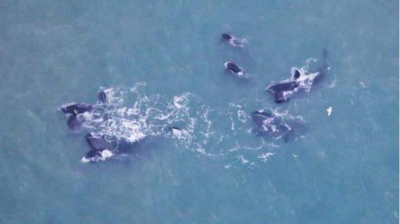 Bowhead whales: A recent success story