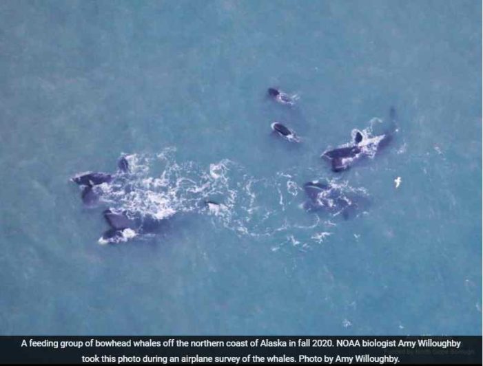 Bowhead whales: A recent success story
