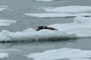 A bearded seal pup rests on sea ice. John Jansen/NOAA Fisheries